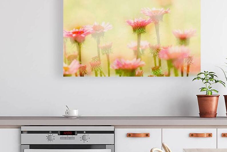 Echinacea by Alain Charest