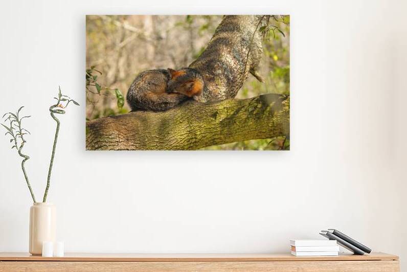 La sieste du renard by Alain Charest