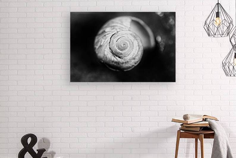 Coquille 1 by Alain Charest