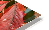 Automne rouge HD Metal print