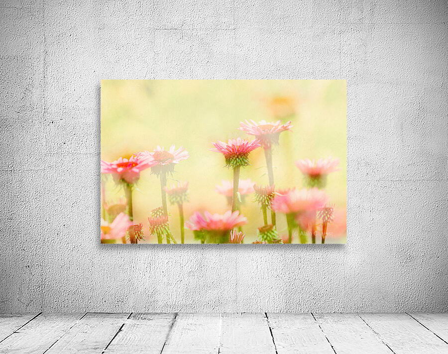 Echinacea Wall Preview