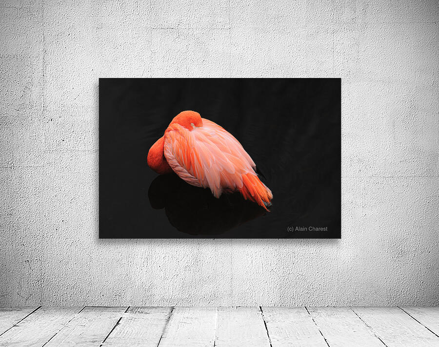 Flamant rose Wall Preview