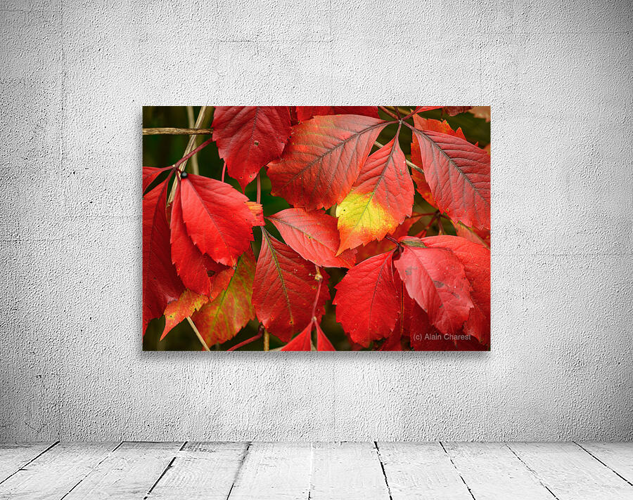 Automne rouge Wall Preview
