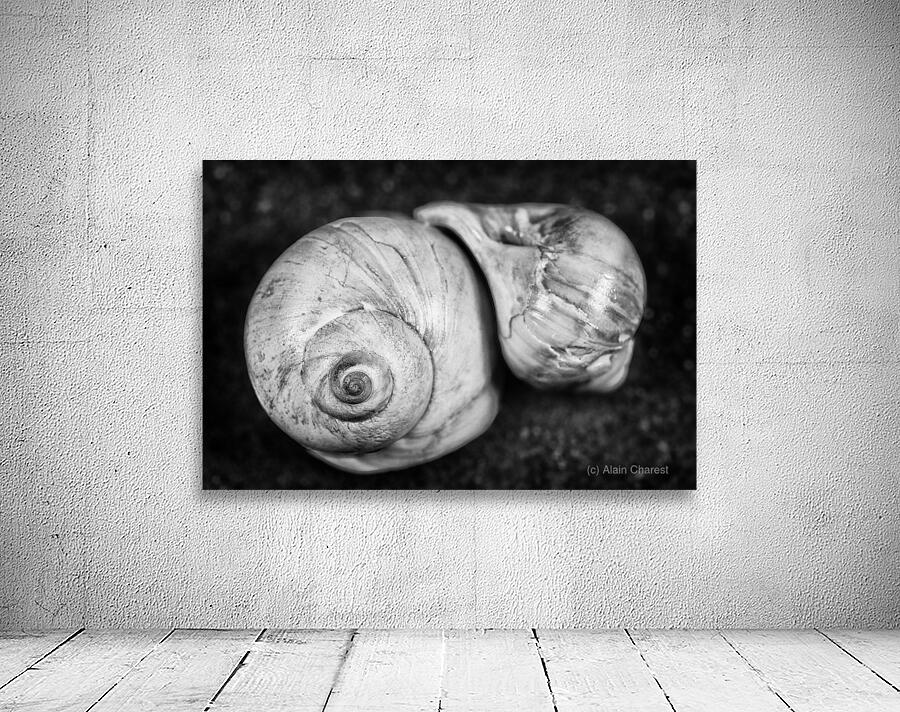 Coquillages Wall Preview