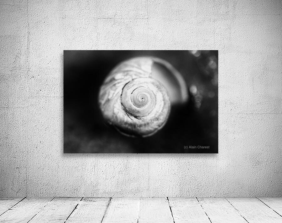 Coquille 1 Wall Preview