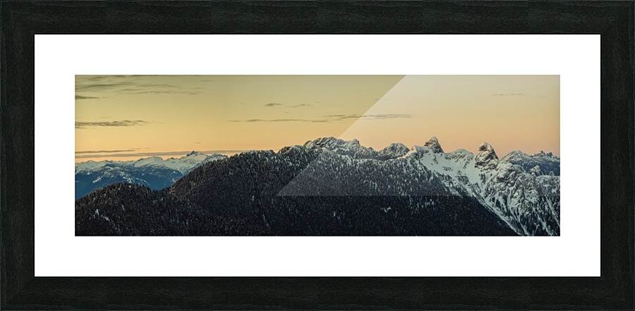 Lions  Picture Frame print
