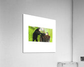 The Dog Acrylic Print