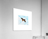 The Bird Acrylic Print