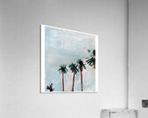 Palms Acrylic Print