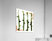 Type O Negative 34 Acrylic Print