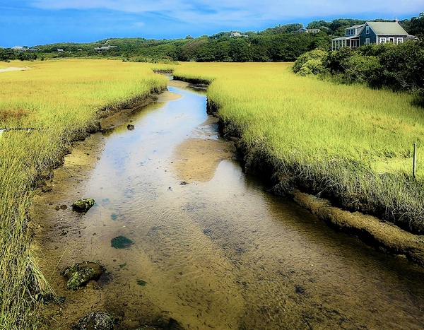 Marsh Digital Download
