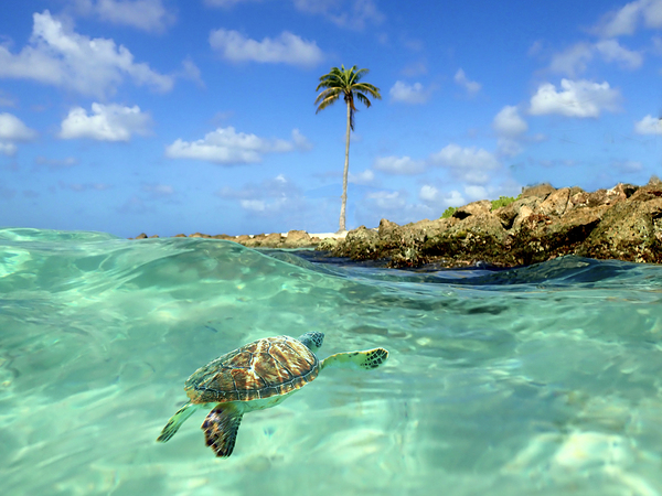 Turtle Bay  Digital Download