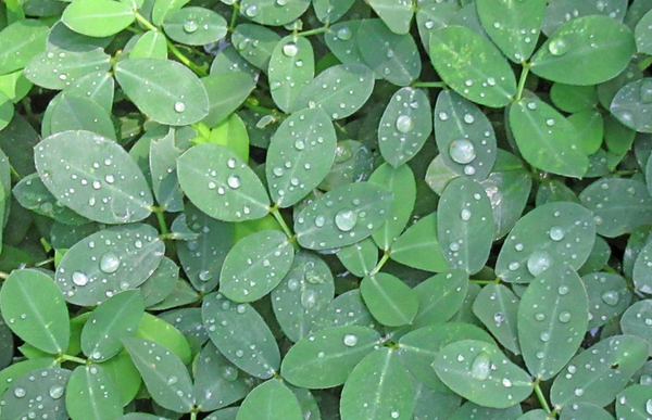Rain Droplets Digital Download