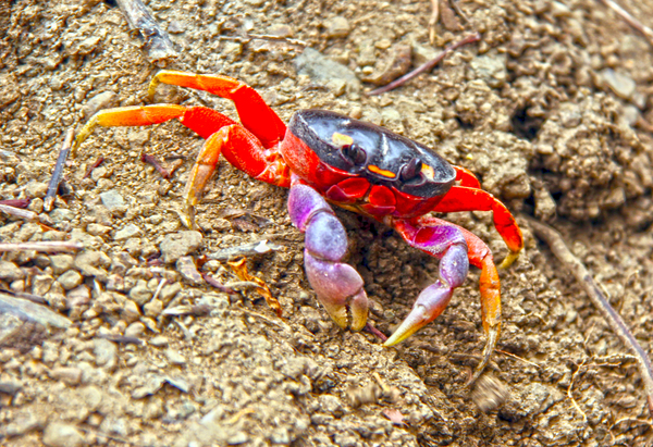 Orange Crab Digital Download