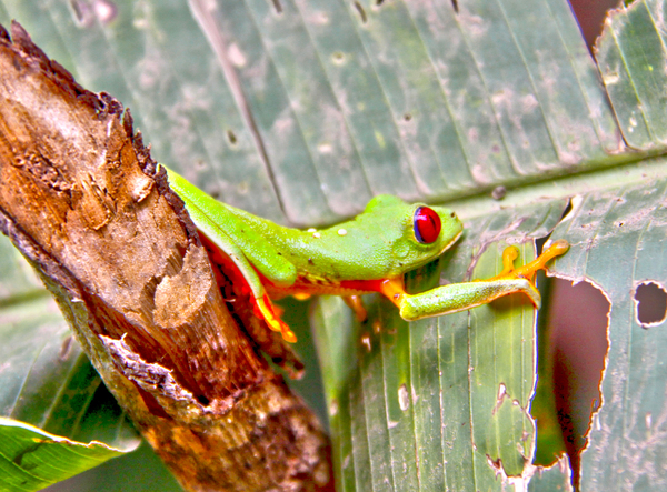 Green Frog Digital Download