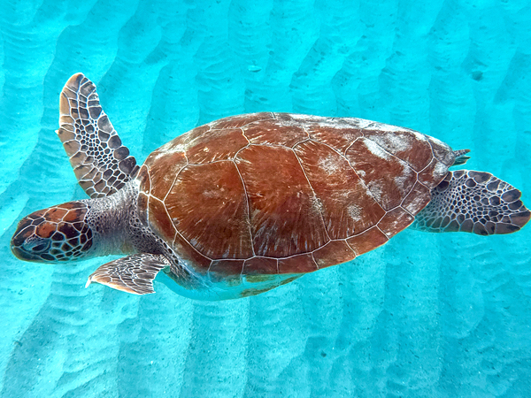 Sea Turtle 3 Digital Download