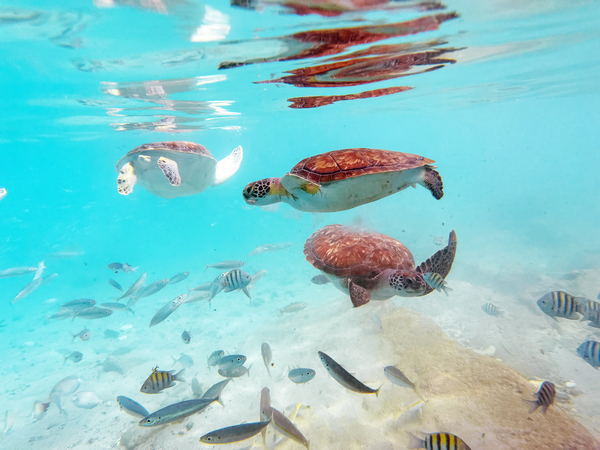 Sea Turtle 4 Digital Download