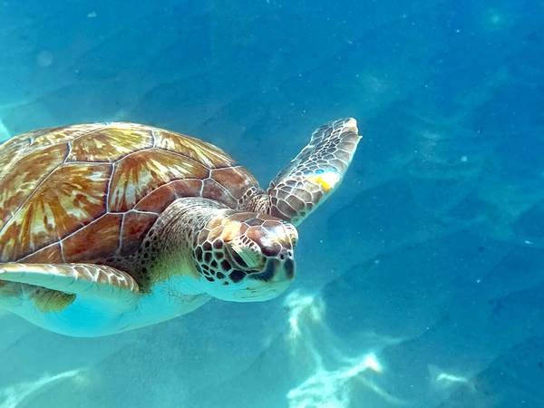 Sea Turtle 2 Digital Download