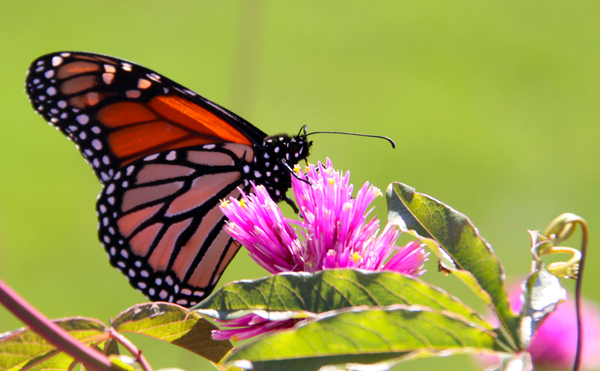 Monarch Digital Download