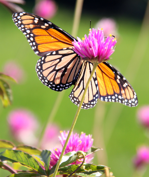 Monarch II Digital Download