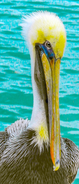 Pelican II Digital Download