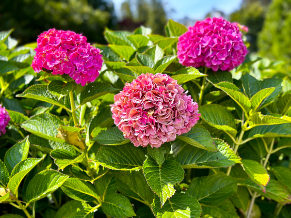 Pink Hydrangea Digital Download