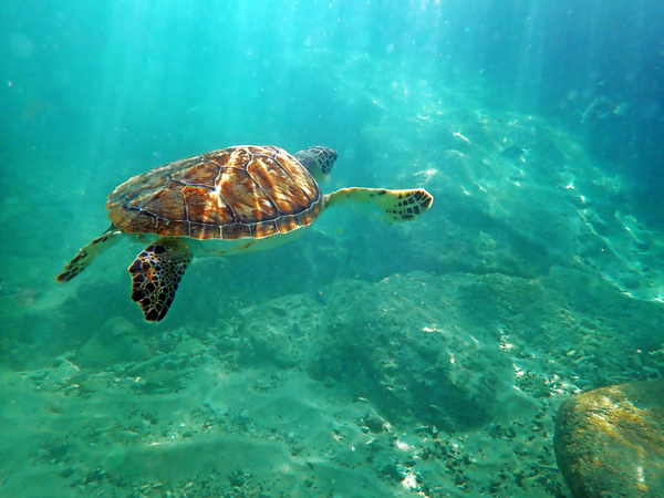 SeaTurtle10 Téléchargement Numérique