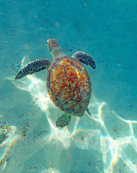 SeaTurtle11 Digital Download