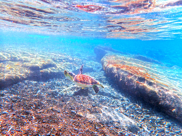 SeaTurtle12 Digital Download
