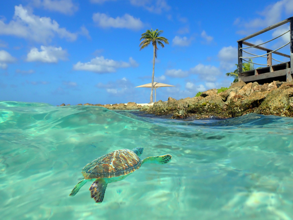 TurtleBay Digital Download