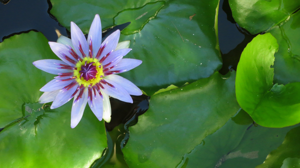 Water Lilly Digital Download