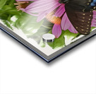 Butterfly II Acrylic print