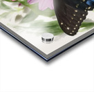 Butterfly I Acrylic print