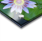 Water Lilly Acrylic print