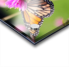 Monarch II Acrylic print
