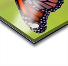 Monarch Acrylic print