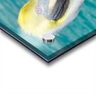 Pelican I Acrylic print