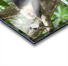 Monkey   White faced Capuchin Acrylic print