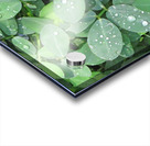 Rain Droplets Acrylic print