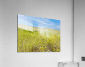 IMG 1472 Acrylic Print
