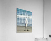 EGRET3a Acrylic Print