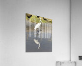 IMG 5784 Acrylic Print