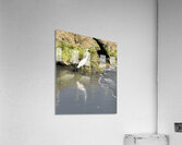 IMG 5789 Acrylic Print