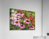 IMG 4815 Acrylic Print