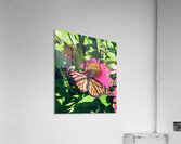 IMG 4065 Acrylic Print