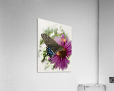 Butterfly I Acrylic Print