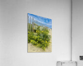 Sea Grass Acrylic Print