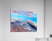 SeaTurtle12 Acrylic Print