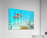 IMG 6870c Acrylic Print