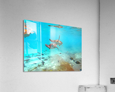 IMG 6870 Acrylic Print